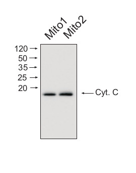 western blot using affinity purified anti-cytochrome c antibodies